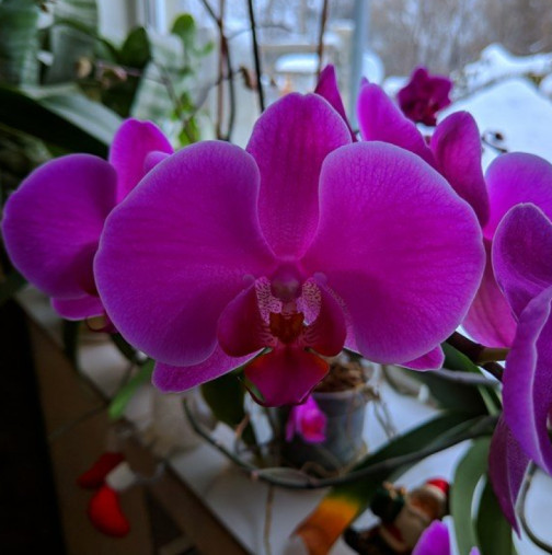 Къщата на леля Албена е пълна с цветя-Орхидеите са разкошни! Попитах как го постига, тя ми показа шише с надпис-МЛЯКО ЗА ОРХИДЕИ    