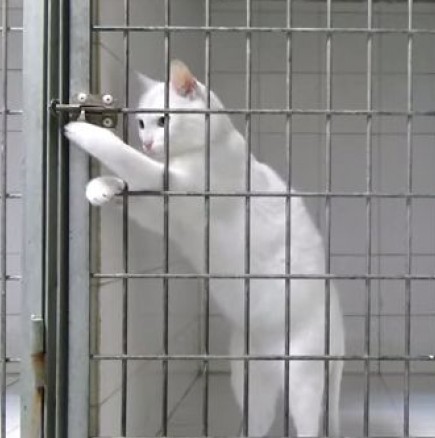 Вижте уникално видео на умно коте!
