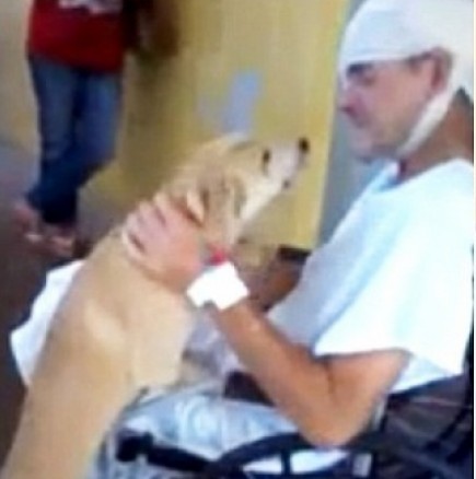 Куче чака стопанина си 7 дни пред болница! (Видео)