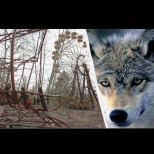 Учените с невероятно откритие за вълците-мутанти от Чернобил: