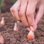 Как да засадите лук през пролетта: Препоръки