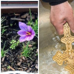 Често поливам цветята с миналогодишната светена вода и ето какво се случи