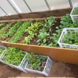Какви зеленчуци и цветя се засаждат през март като разсад на перваза на прозореца и в оранжерията