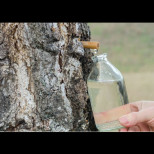 Най-МОЩНОТО дърво расте до дома ви - сокът му чисти черния дроб и кожата, изхвърля излишната сол от тялото (РЕЦЕПТА)