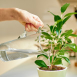 Какво трябва да се добавя към водата всеки път, когато я поливате, за да са здрави и да цъфтят обилно вашите стайни цветя