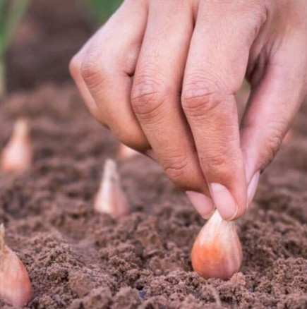 Как да засадите лук през пролетта: Препоръки