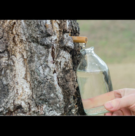 Най-МОЩНОТО дърво расте до дома ви - сокът му чисти черния дроб и кожата, изхвърля излишната сол от тялото (РЕЦЕПТА)