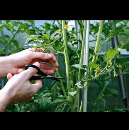 Критична грешка, която може да ви коства цялата реколта! Ето как правилно се почистват листата на доматите напролет: