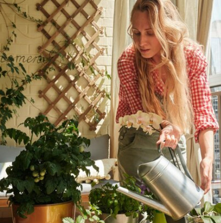 Живата вода на съседката е най-добрата тор за стайни растения: