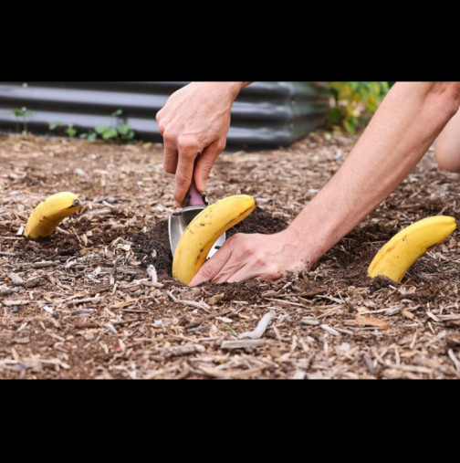 Просто заровете банани в градината през пролетта: ще видите със собствените си очи какво се случва!