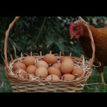 Благодарение на този трик кокошките ще снасят 2 пъти повече яйца!