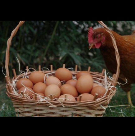 Благодарение на този трик кокошките ще снасят 2 пъти повече яйца!