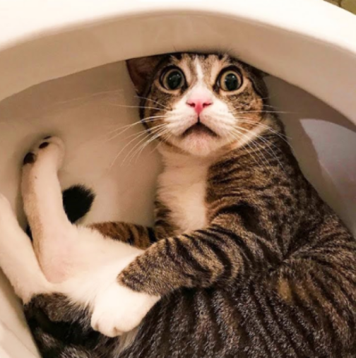 Котка отказва да напусне тоалетната – Когато стопанинът резбира какво има под нея се обажда в полицията