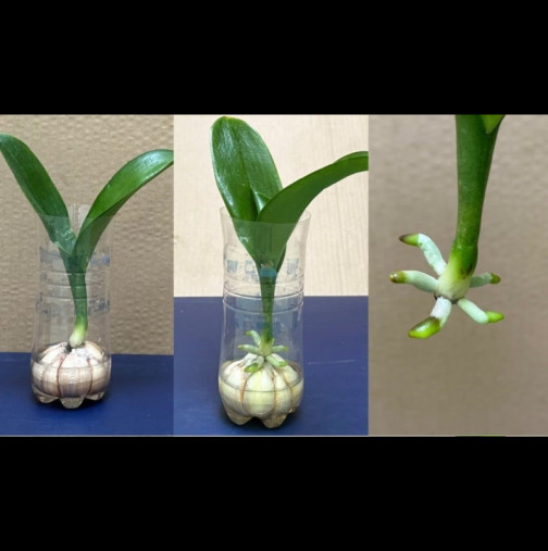 Споделям от опит! Ето как да накарате орхидеята да оживее, да цъфти и ухае в продължение на много години.