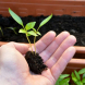 Два метода за пикиране на разсад за разделяне на растенията без увреждане на корените им