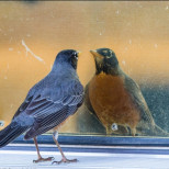 Ако лястовица, гълъб или врабче се ударят в прозореца ви, това е важен знак-Ето какво значи!