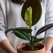 Зелени помощници при отслабване: 5 стайни растения с чудодейна енергия