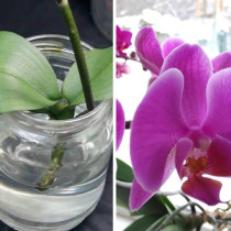 Захващане на орхидея във вода-Много е лесно, чак нереално просто