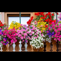 За най-красивите цветя в квартала: Сложете ТОВА в почвата и ще цъфтят тройно повече!