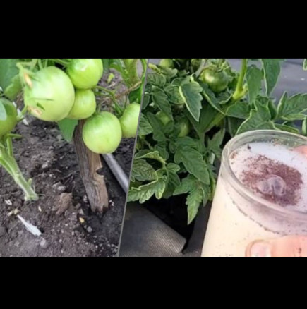 1 чаша на всеки корен и доматите едреят пред очите ти! Естествено чудо за богата реколта: