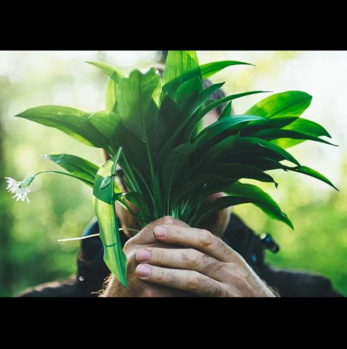 Растението, КОЕТО Е НАЙ-ВАЖНО ДА ЯДЕТЕ СЕГА: Пречиства организма от отрови и е чудо за КРЪВНО и ХОЛЕСТЕРОЛ