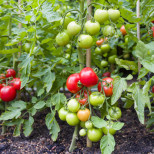Билката, която задължително се засажда до доматите и краставиците