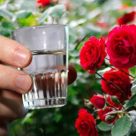 Подхранване на рози с водка: Как да го направите, за да им помогнете, не да ги уморите