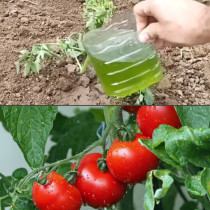 След като засадите домати в градината, ВЕДНАГА ги полейте с това: Растенията ще бъдат силни, а реколтата - изобилна!