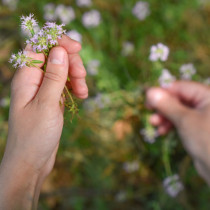 ШЕСТ цветя и билки, които трябва да засадите в двора,  близо до дома си за късмет и благоденствие