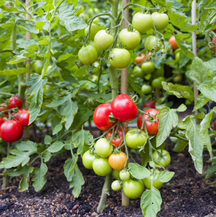 Билката, която задължително се засажда до доматите и краставиците