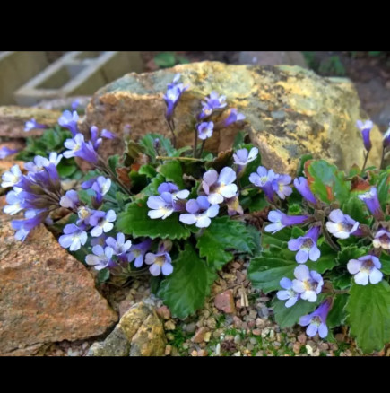 Безсмъртното цвете вирее в Родопите от 2 млн години! Ето каква тайна крие: