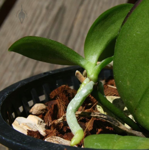 Правилно отделяне на бебе орхидея и засаждане