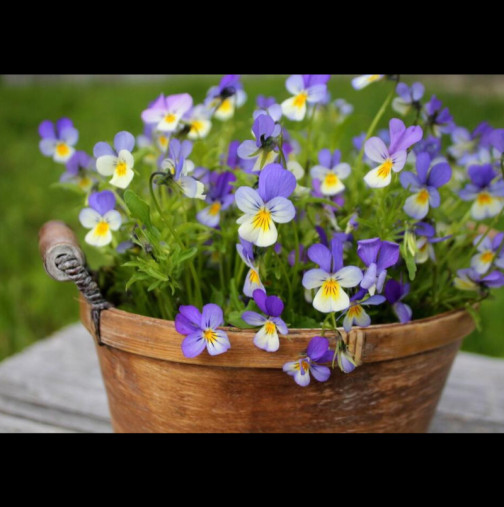 Най-благодарното растение, което можете да имате в градината си: Как правилно да отглеждаме любимото цвете на нашите баби