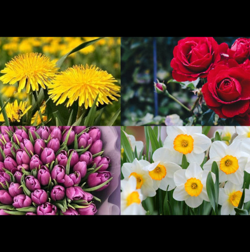 Изберете цвете, което харесвате, и научете много интересни неща за себе си