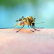 Лекари предупреждават: Комарите са по-опасни от кърлежите
