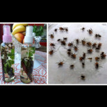 Трик за прогонване на кърлежи, комари и мухи: Не ме е ухапал нито един кърлеж от 10 години!