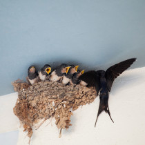 Какво означава, ако лястовица е свила гнездо в дома ви: 