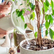 Защо вашите стайни растения умират и как да го поправите