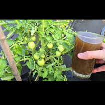 Евтини и ефективни: 5 тора, които всеки градинар трябва да знае! Ще има много домати, краставиците няма да се разболеят: