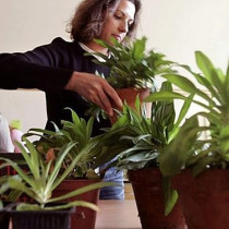 Тези растения са мощно средство за пречистване на въздуха във вашия дом