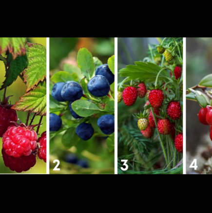 Разгледайте снимката и изберете изображението на любимите си горски плодове и вижте какво ви очаква