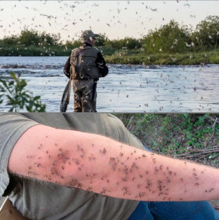 Методът на рибарите: Ето как значи се пазят от комарите! Не струва и стотинка, расте в природата: