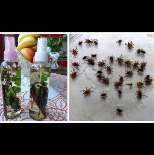 Не ме е ухапал нито един кърлеж от 10 години! Споделят моя ТРИК - гони кърлежи, комари и мухи: