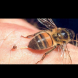 Когато сте ужилени от оса, стършел или пчела: Това ще ви спести болка и подуване
