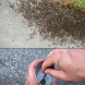 Мравките бягат като попарени от градината ми! Съседка-биолог ми даде рецептата и вече нямам грижи: