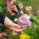 Направете това с розите през юни и градината ви ще потъне в ароматни цветя: