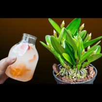Събирам в буркан, заливам с вода и поливам орхидеите: Растат като полудели!