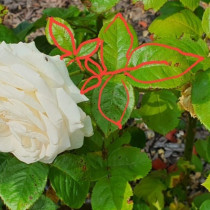 5 златни правила за подрязване на рози през лятото. Защо трябва да го режете по този начин?
