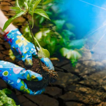 Съвети за градинари за спасение на растенията от жаркото слънце