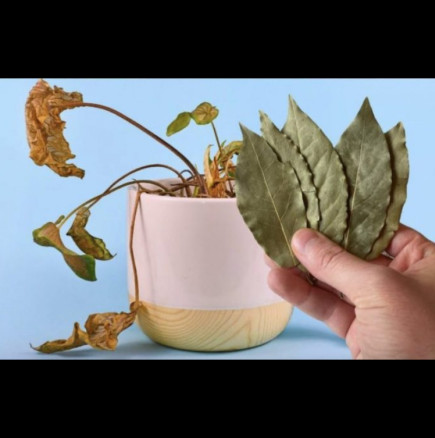 Ето как обикновеният дафинов лист ще накара стайните растения да цъфтят цяла година: